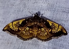 Pantographa