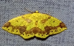 Periclina