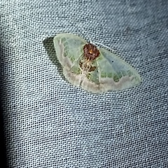 Hyalochlora splendens