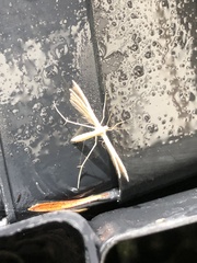 Pterophorus innotatalis