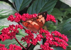 Cupha erymanthis lotis