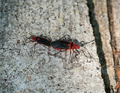Dysdercus fulvoniger