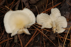 Cuphophyllus angustifolius