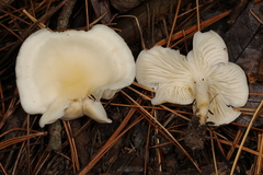 Cuphophyllus angustifolius