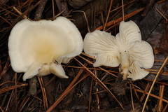 Cuphophyllus angustifolius