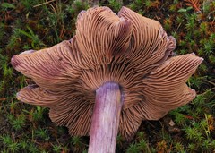 Thaxterogaster occidentalis