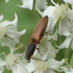 Dolerosomus silaceus