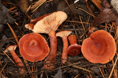 Lactarius neotabidus