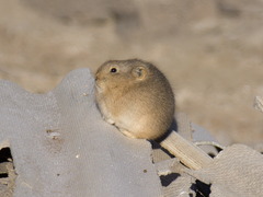 Ochotona dauurica