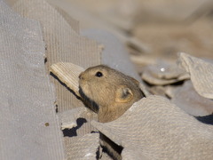 Ochotona dauurica