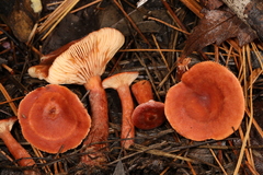 Lactarius neotabidus