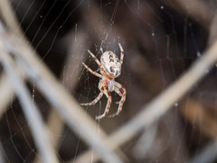 Larinioides suspicax