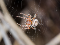Larinioides suspicax