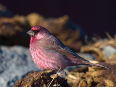 Great Rosefinch photo 2