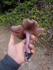 Thaxterogaster occidentalis