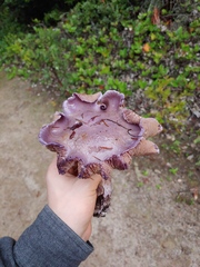 Thaxterogaster occidentalis