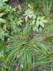 Carex elongata
