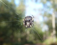 Araneus rotundulus