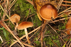 Cortinarius saniosus