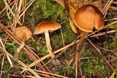 Cortinarius saniosus