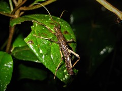 Ornatomorpha laciniatum