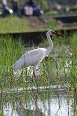 Leucogeranus leucogeranus