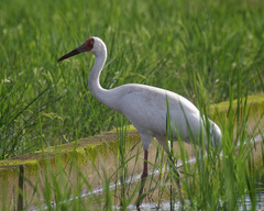 Leucogeranus leucogeranus