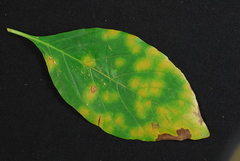 Pseudocercospora rhinacanthi