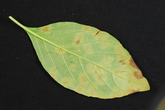 Pseudocercospora rhinacanthi