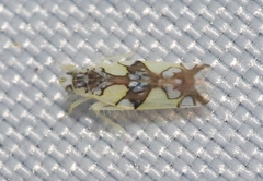 Protalebrella conica