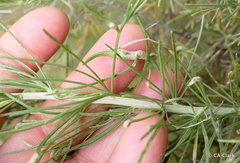 Aceria paracalifornica
