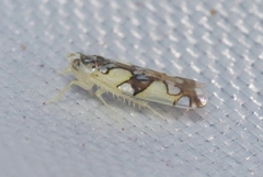 Protalebrella conica