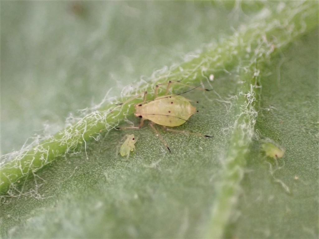 Foxglove Aphid from Ashhurst, New Zealand on December 21, 2021 at 09:00 ...