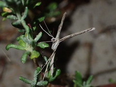 Agdistis americana