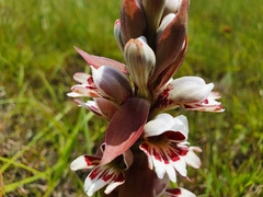 Satyrium sphaerocarpum