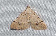 Frederickia flaviterminata