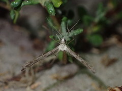 Agdistis americana