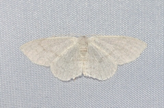Acratodes suavata