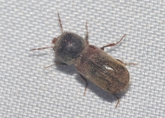 Xylobiops texanus