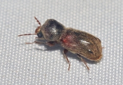 Xylobiops texanus