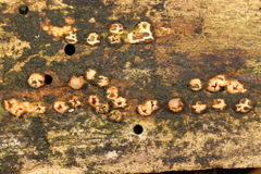 Sphaerobolus iowensis