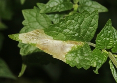 Calycomyza eupatorivora