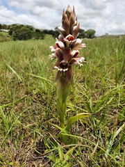 Satyrium sphaerocarpum