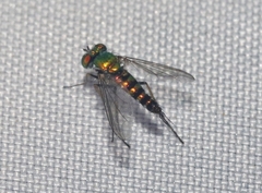 Condylostylus graenicheri