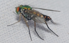 Condylostylus graenicheri