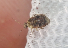 Monalocorisca rostrata