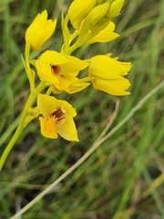 Eulophia odontoglossa