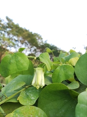 Passiflora yucatanensis