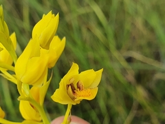 Eulophia odontoglossa