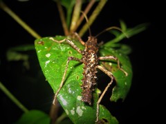 Ornatomorpha laciniatum